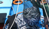 Binh Dinh no longer has fishing vessels violating foreign waters